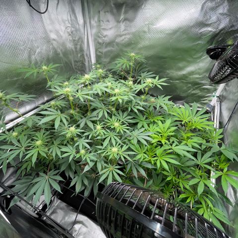 Critical Kush - GwJ Community Award Winning Celebration Grow Part 1 - The Winner - by KilliczGe growlog timeline photo