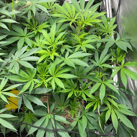 Special Kush 1 - GwJ Community Award Winning Celebration Grow Part 2 -The Price - by KilliczGe growlog timeline photo