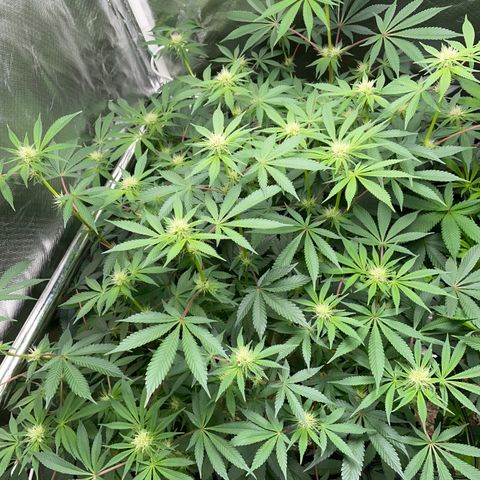 Critical Kush - GwJ Community Award Winning Celebration Grow Part 1 - The Winner - by KilliczGe growlog timeline photo