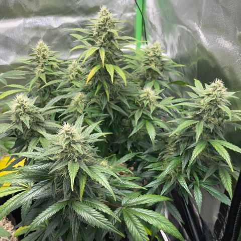 Grape Soda Auto - by KilliczGe growlog timeline photo