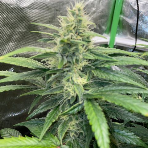 Grape Soda Auto - by KilliczGe growlog timeline photo