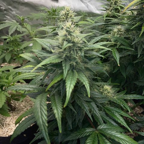 Grape Soda Auto - by KilliczGe growlog timeline photo