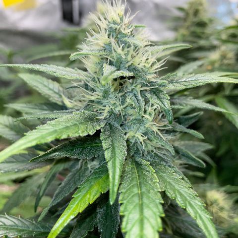 Grape Soda Auto - by KilliczGe growlog timeline photo