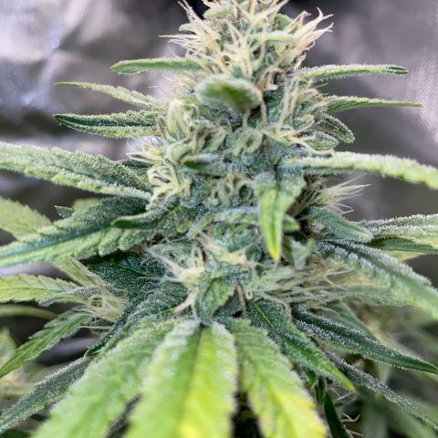 Grape Soda Auto - by KilliczGe growlog timeline photo