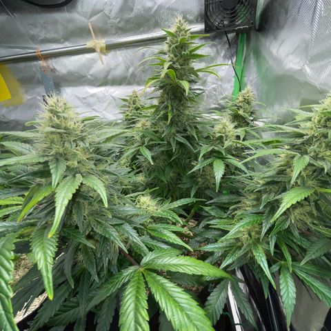 Grape Soda Auto - by KilliczGe growlog timeline photo