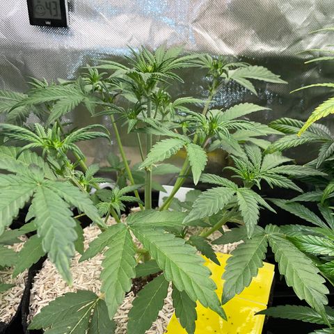 Wedding Cake Auto by KilliczGe growlog timeline photo