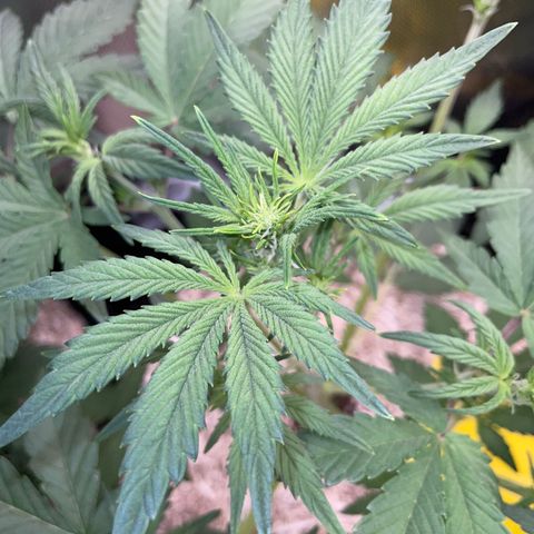 Wedding Cake Auto by KilliczGe growlog timeline photo