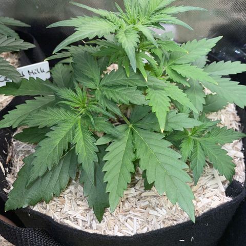 Sherbet Queen Auto by KilliczGe  growlog timeline photo