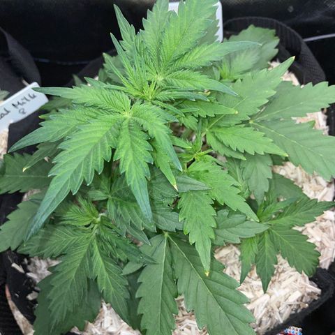 Sherbet Queen Auto by KilliczGe  growlog timeline photo