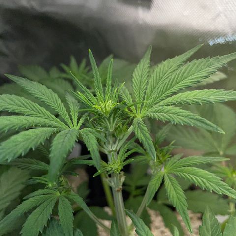 Wedding Cake Auto by KilliczGe growlog timeline photo