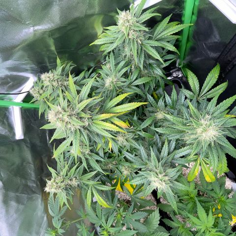 Grape Soda Auto - by KilliczGe growlog timeline photo
