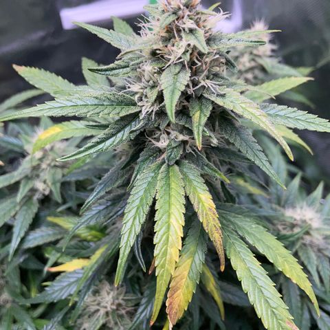 Grape Soda Auto - by KilliczGe growlog timeline photo