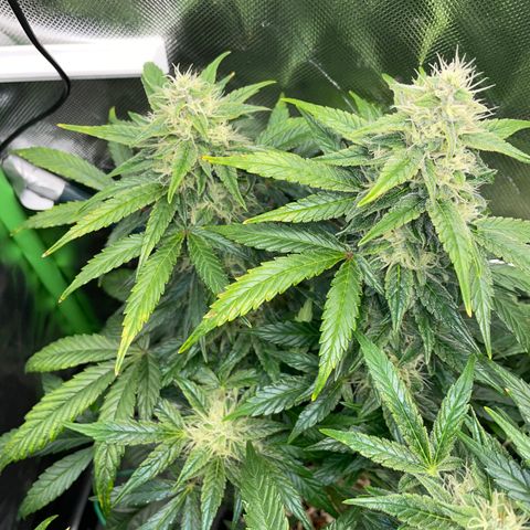 Grape Soda Auto - by KilliczGe growlog timeline photo