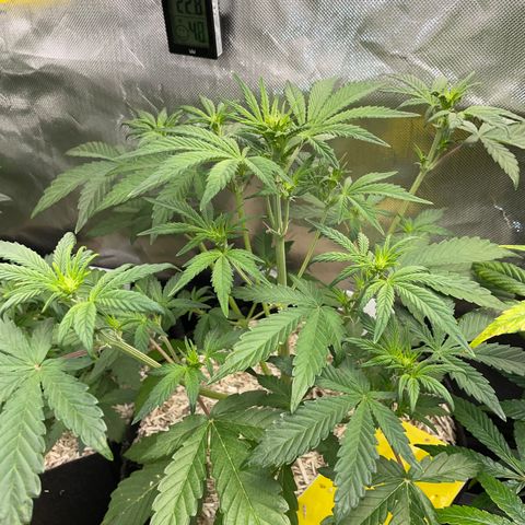 Wedding Cake Auto by KilliczGe growlog timeline photo