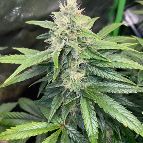 Grape Soda Auto - by KilliczGe growlog timeline photo