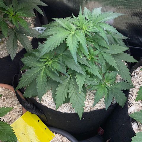 Sherbet Queen Auto by KilliczGe  growlog timeline photo