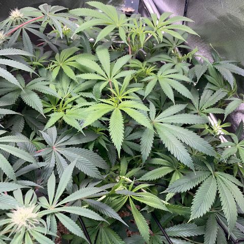 Special Kush 1 - GwJ Community Award Winning Celebration Grow Part 2 -The Price - by KilliczGe growlog timeline photo