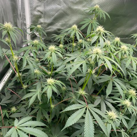 Critical Kush - GwJ Community Award Winning Celebration Grow Part 1 - The Winner - by KilliczGe growlog timeline photo