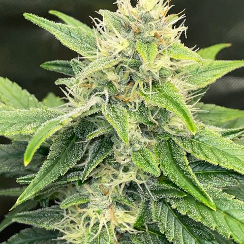 Grape Soda Auto - by KilliczGe growlog timeline photo