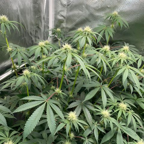 Critical Kush - GwJ Community Award Winning Celebration Grow Part 1 - The Winner - by KilliczGe growlog timeline photo