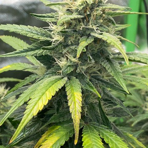 Grape Soda Auto - by KilliczGe growlog timeline photo