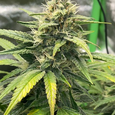 Grape Soda Auto - by KilliczGe growlog timeline photo