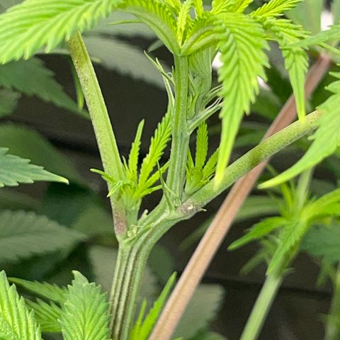Special Kush 1 - GwJ Community Award Winning Celebration Grow Part 2 -The Price - by KilliczGe growlog timeline photo