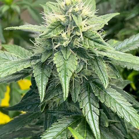 Grape Soda Auto - by KilliczGe growlog timeline photo