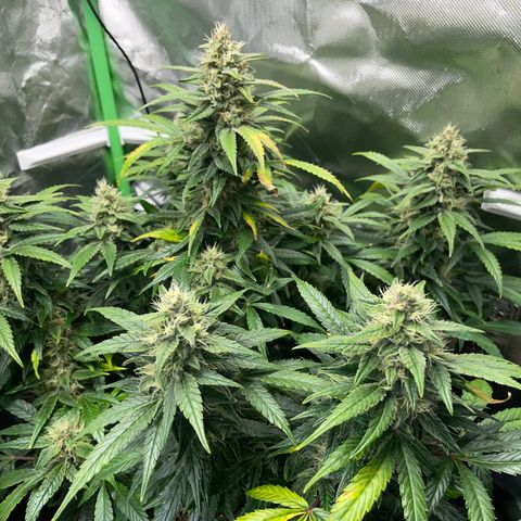 Grape Soda Auto - by KilliczGe growlog timeline photo