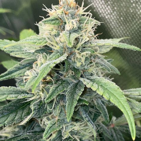 Grape Soda Auto - by KilliczGe growlog timeline photo