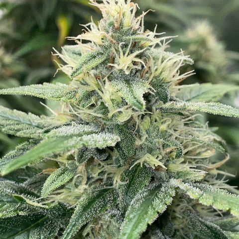 Grape Soda Auto - by KilliczGe growlog timeline photo
