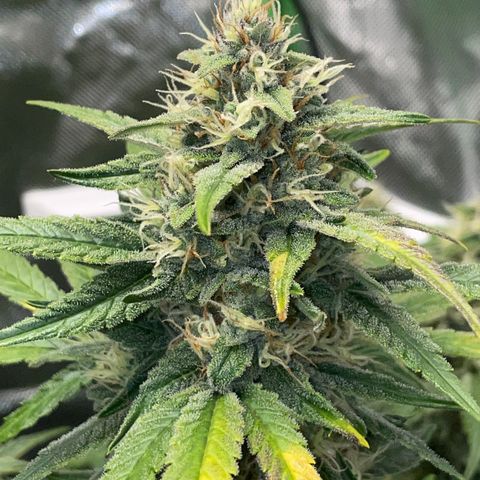 Grape Soda Auto - by KilliczGe growlog timeline photo