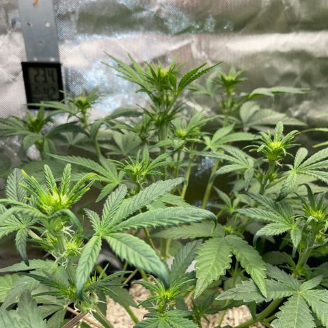 Wedding Cake Auto by KilliczGe growlog timeline photo