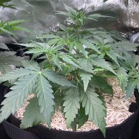 Sherbet Queen Auto by KilliczGe  growlog timeline photo