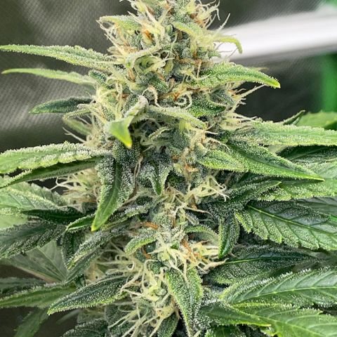 Grape Soda Auto - by KilliczGe growlog timeline photo