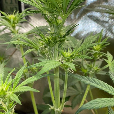 Wedding Cake Auto by KilliczGe growlog timeline photo