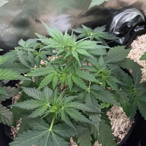 Sherbet Queen Auto by KilliczGe  growlog timeline photo