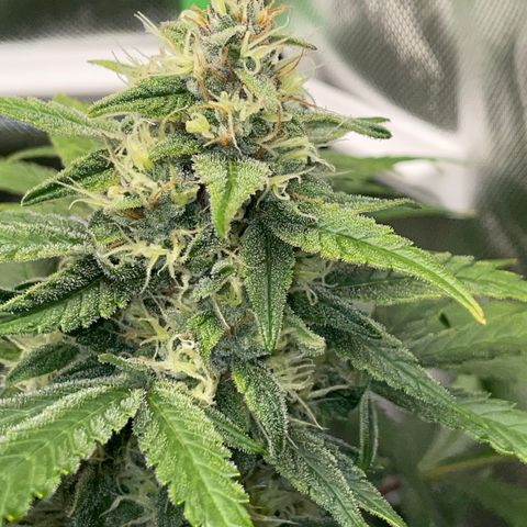 Grape Soda Auto - by KilliczGe growlog timeline photo