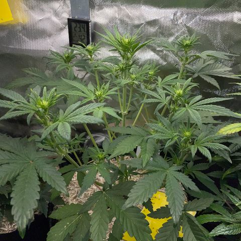 Wedding Cake Auto by KilliczGe growlog timeline photo