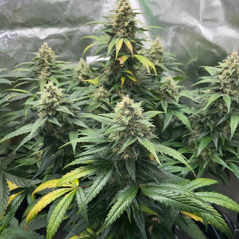 Grape Soda Auto - by KilliczGe growlog timeline photo
