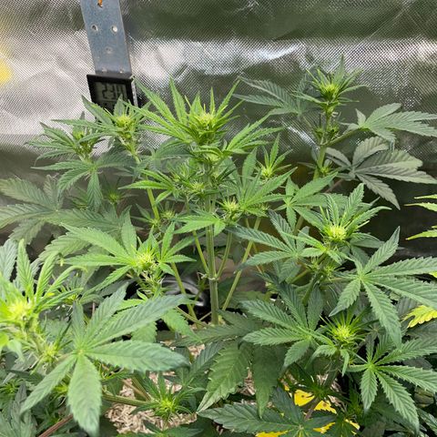 Wedding Cake Auto by KilliczGe growlog timeline photo