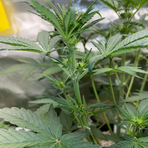 Wedding Cake Auto by KilliczGe growlog timeline photo