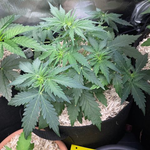 Sherbet Queen Auto by KilliczGe  growlog timeline photo