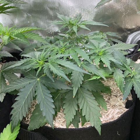Sherbet Queen Auto by KilliczGe  growlog timeline photo