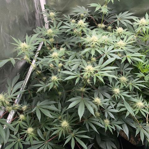 Critical Kush - GwJ Community Award Winning Celebration Grow Part 1 - The Winner - by KilliczGe growlog timeline photo