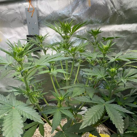 Wedding Cake Auto by KilliczGe growlog timeline photo
