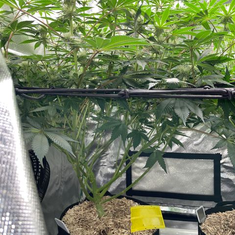 Critical Kush - GwJ Community Award Winning Celebration Grow Part 1 - The Winner - by KilliczGe growlog timeline photo