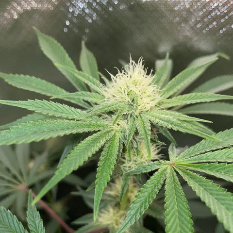 Critical Kush - GwJ Community Award Winning Celebration Grow Part 1 - The Winner - by KilliczGe growlog timeline photo