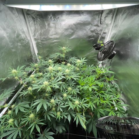 Critical Kush - GwJ Community Award Winning Celebration Grow Part 1 - The Winner - by KilliczGe growlog timeline photo