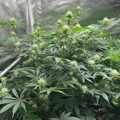 Critical Kush - GwJ Community Award Winning Celebration Grow Part 1 - The Winner - by KilliczGe growlog timeline photo